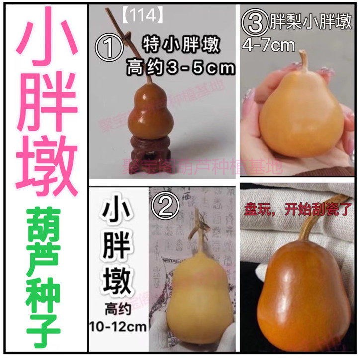 小胖墩葫芦种富态云朵梨天坛扁肚小八宝特小葫芦手捻盘玩盆栽子籽