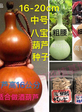 16-20cm中号八宝葫芦种常做酒葫芦巨型亚腰特大小文玩盆栽瓢子籽