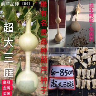 超大三庭葫芦种大三挺三亭阳台盆栽葫芦八宝大酒亚腰特瓢巨型子籽