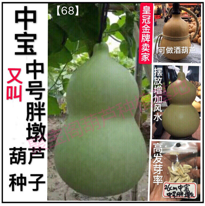 中宝葫芦种又叫中号胖墩可做酒葫芦种特大小八宝文玩亚腰三挺子籽