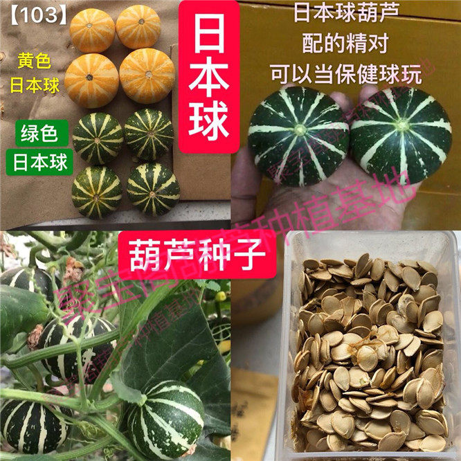 日本球葫芦种观赏阳台庭院盆栽文玩巨型特大种小亚腰八宝瓢瓠子籽