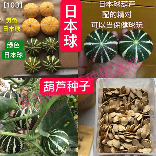 日本球葫芦种子盆栽文玩巨型特大
