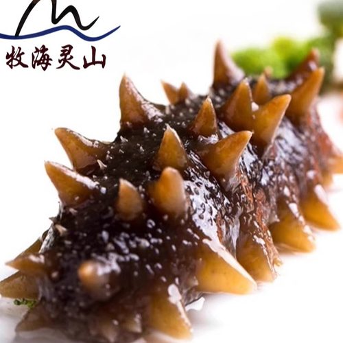 青岛灵山岛野生刺参即食海参