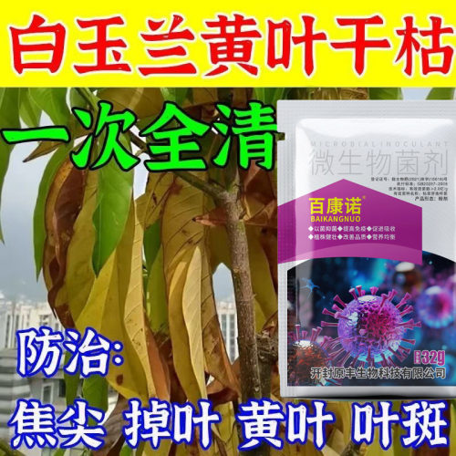白玉兰黄叶干枯灰霉炭疽枯斑白粉全治杀菌霜霉通用型黄叶斑点褐斑