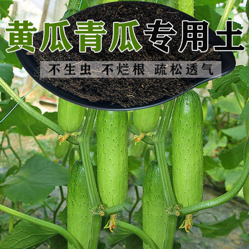 青瓜种植素材模板 青瓜种植图片下载 小麦优选