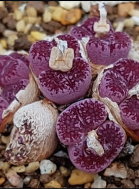 马克李子肉锥 番杏 Makin’s Plum 勋章一物一拍