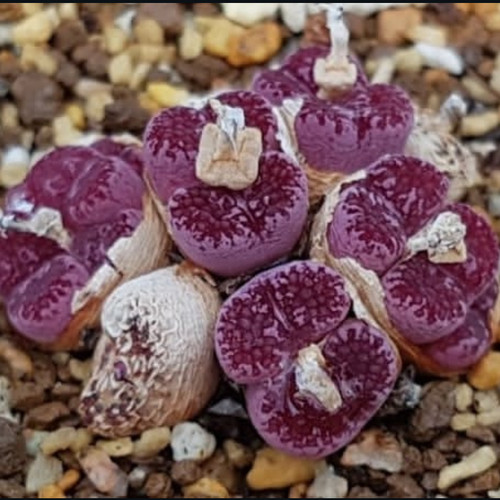马克李子肉锥 番杏 Makin’s Plum 勋章一物一拍
