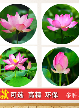 荷花莲花贴画挂画圆形自粘
