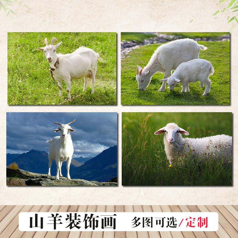 野生山羊原生态家养小羊海报挂图照片羊肉火锅店墙贴画装饰挂画