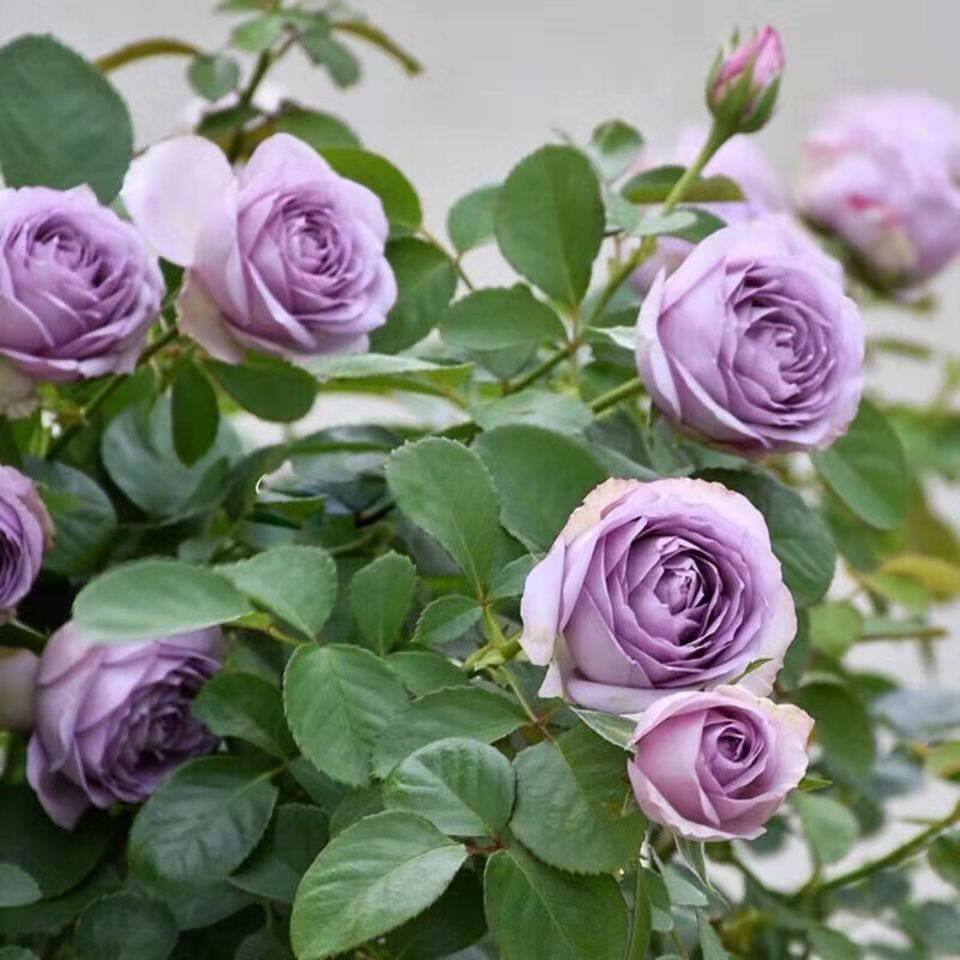 原盆原土修剪去叶紫丁香月季玫瑰盆栽花苗阳台庭院花大花月季花苗
