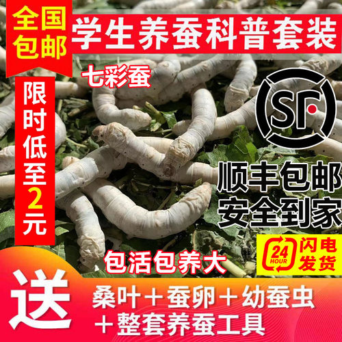 蚕宝宝活物幼蚕活体1龄234龄小蚕学生养蚕套装春蚕七彩蚕蚕卵桑叶