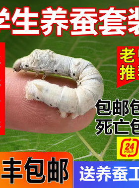 蚕宝宝活体幼虫蚕子蚕卵蚕种嫩桑叶新鲜春蚕天然金丝学生养蚕套装