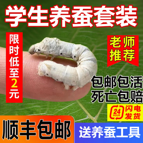 蚕宝宝活体幼虫蚕子蚕卵蚕种嫩桑叶新鲜春蚕天然金丝学生养蚕套装