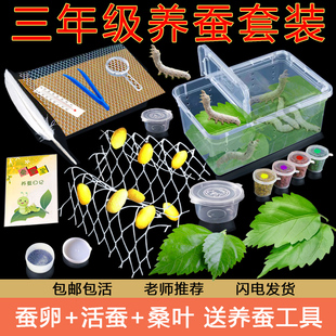 蚕宝宝学生养蚕套装蚕卵籽活体幼虫专用饲养盒箱新鲜桑叶全套工具