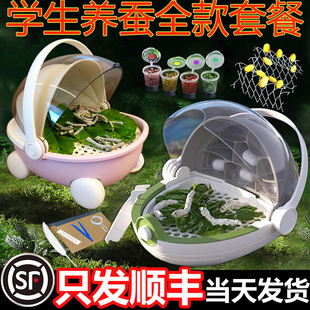 【顺丰当天发货】蚕宝宝学生养蚕套装蚕卵饲养箱舱专用盒新鲜桑叶