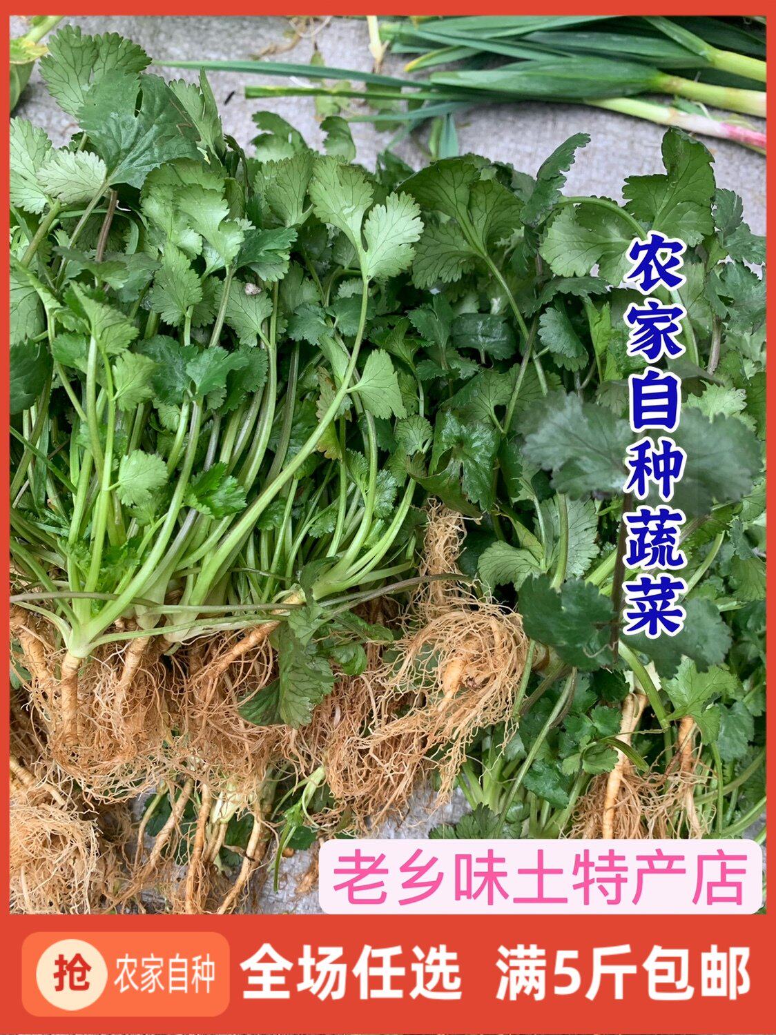 湖南当季应季新鲜生吃老香菜蔬菜火锅农家自种盐须菜露天自然生长