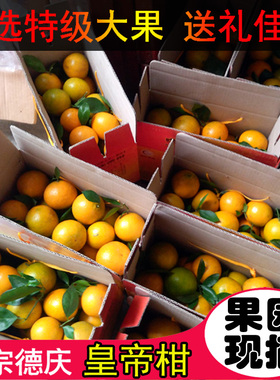 皇帝柑新鲜正宗广东德庆贡柑手剥橙甜橘孕妇当季水果特级大果礼盒