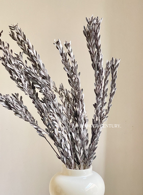 花纪进口大地农园02350永生花配材绒叶小果米兰叶银灰色保鲜花