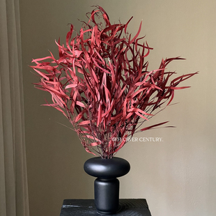 花纪永生花diy绿植拍摄道具文艺清新桉树叶细长尤加利香柳叶红色