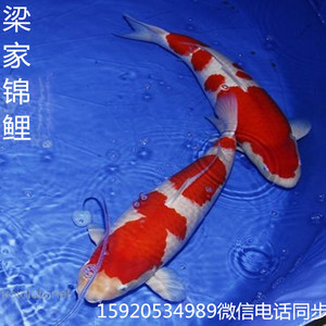 纯种日本种鱼产、精品红白、金星血统、锦鲤活体 、渔场直销。