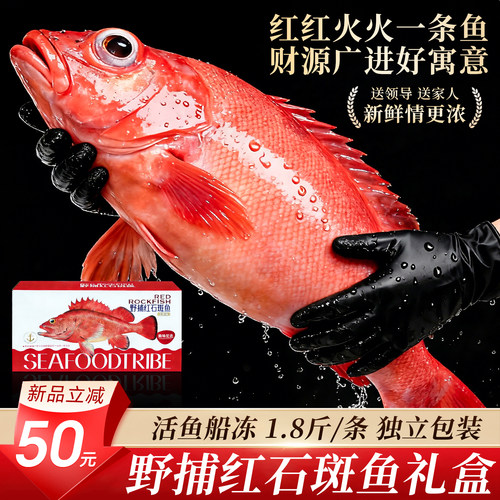 红石斑鱼礼盒超大2.2斤/条！