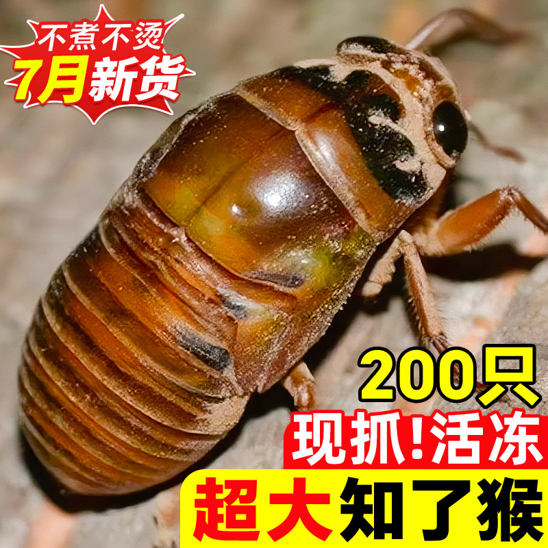 知了猴金蝉新鲜2025活虫特产鲜活冷冻爬叉猴结了龟非蚕蝉蛹生鲜