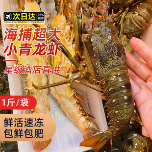 小青龙青龙虾鲜活冷冻新鲜海虾花龙特大号青虾大龙虾奥龙澳洲水产