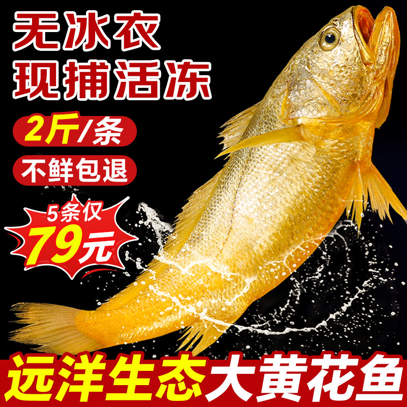 黄花鱼新鲜冷冻大黄鱼深海鱼生鲜水产小黄鱼黄鱼鲞商用官方旗舰店