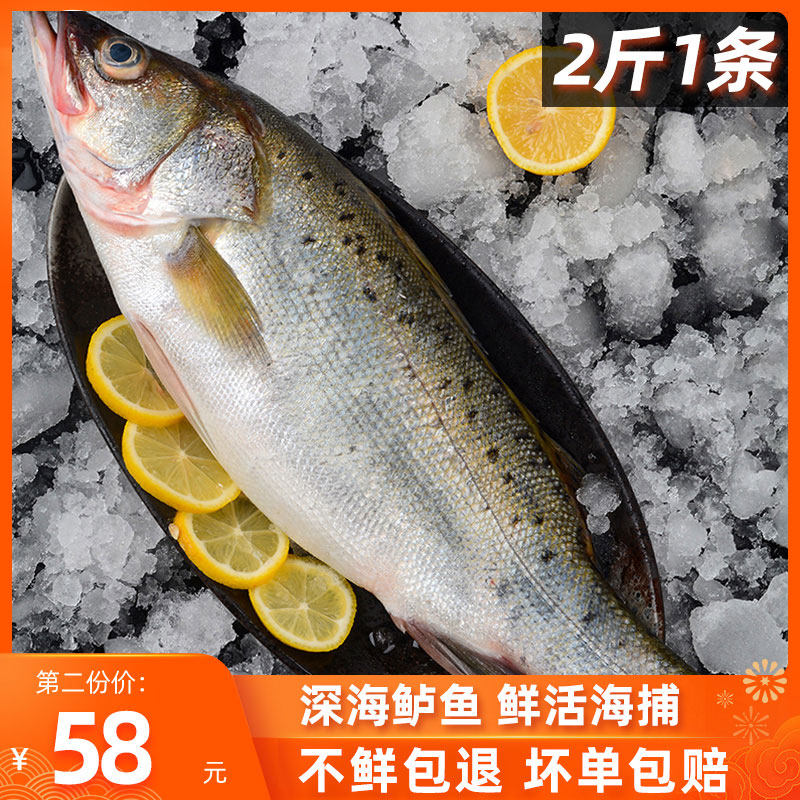 鲈鱼鲜活海鱼新鲜 冰冻深海2斤1条海鲜水产大七星鲈鱼深海鲈鱼