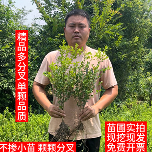 小叶瓜子黄杨四季常青工程绿化庭院隔离带花坛冬青树苗黄杨毛球树