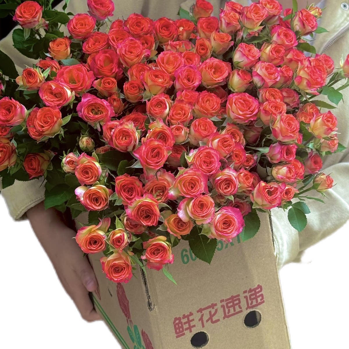 爱丽丝比多头泡泡玫瑰花云南昆明基地鲜花速递同城百合花束情人节