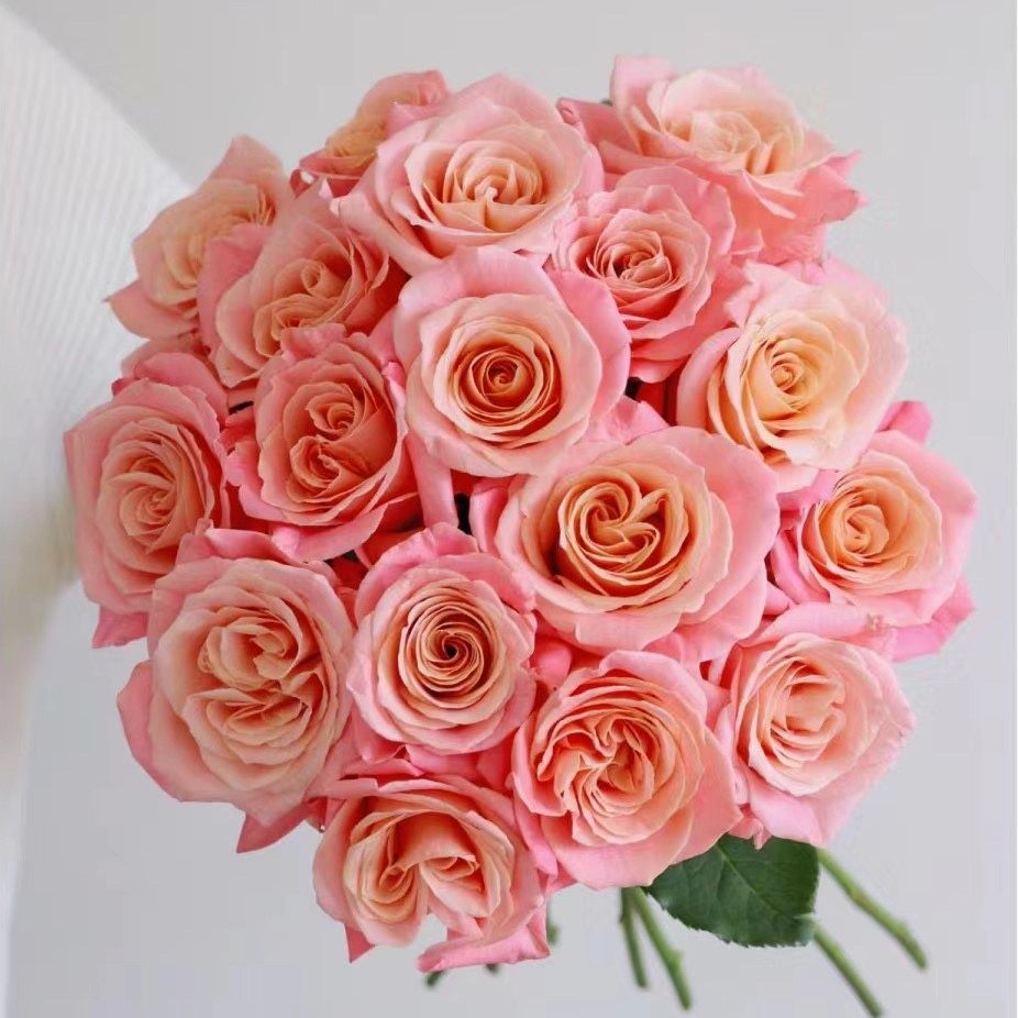 朱小姐玫瑰花云南昆明斗南基地直发水养百合鲜切花花束教师节