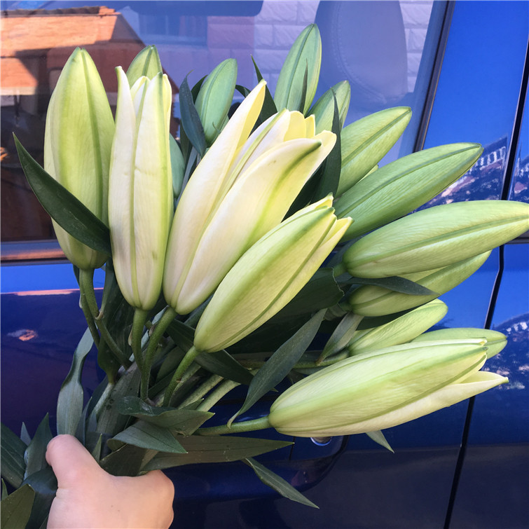 香水百合鲜花云南基地直发水养家庭插花多头玫瑰节包邮七夕情人节