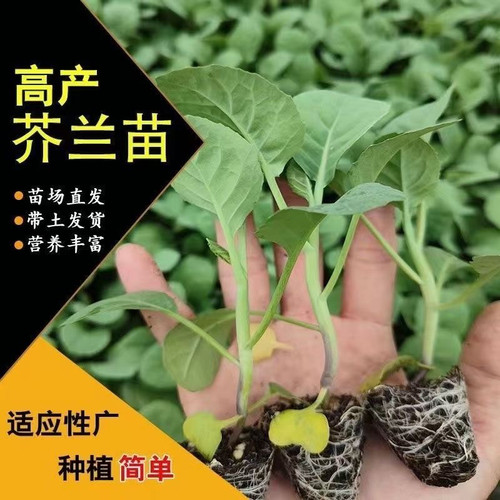 潮汕芥兰苗秧苗甜脆大笋香菇芥蓝苗蔬菜苗带土发货鸡腿芥蓝苗秧苗