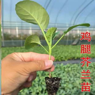 潮汕芥兰苗秧苗甜脆大笋香菇芥蓝苗鸡腿芥蓝苗秧苗蔬菜苗带土发货