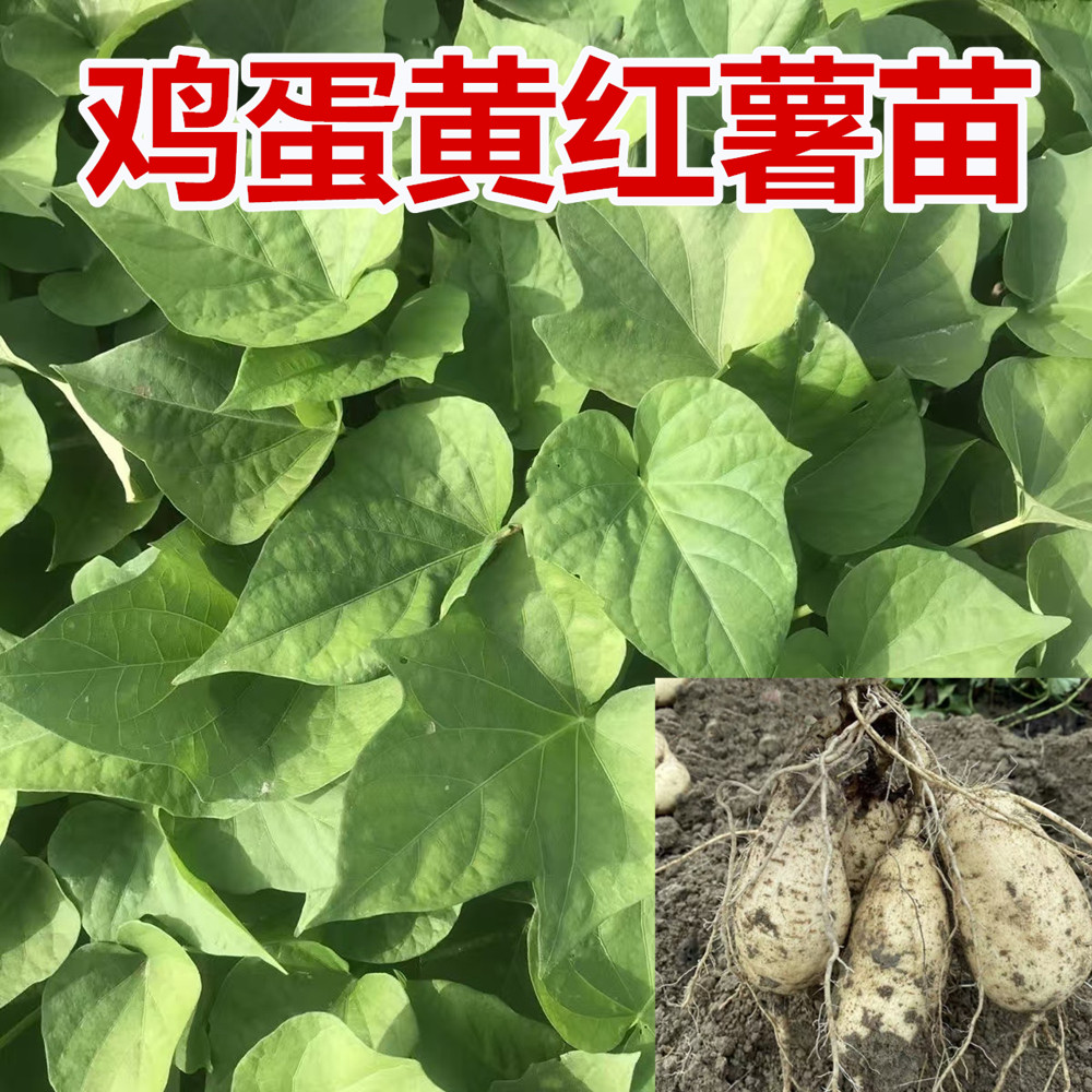 潮汕鸡蛋黄红薯苗白皮黄心板栗薯苗露天种植番薯苗地瓜苗现割藤苗图片