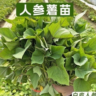 白皮人参薯苗高产人参小白薯苗种苗藤苗地瓜秧苗高产红薯苗番薯苗