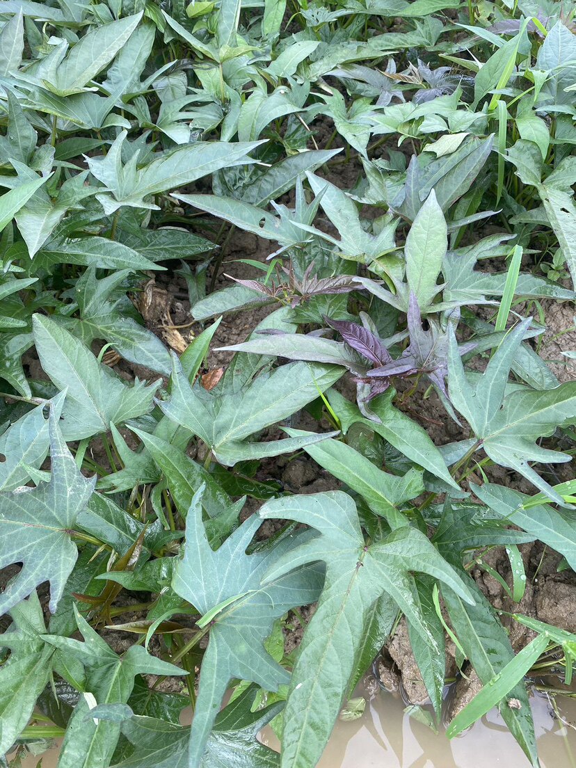 潮汕红皮板栗薯苗种苗藤苗易活现割现发地瓜秧苗高产红薯苗番薯苗图片