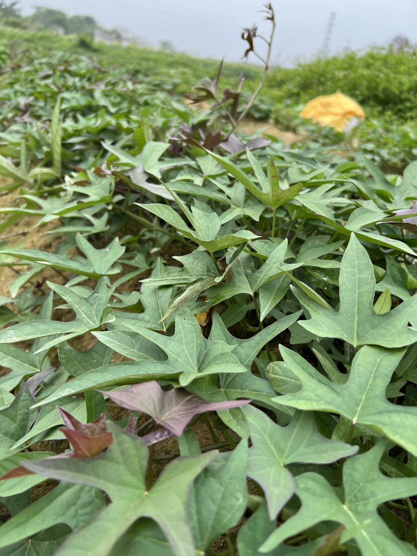 (红薯苗)潮汕品种红皮板栗薯易活现货地瓜秧苗高产红薯苗番薯苗图片