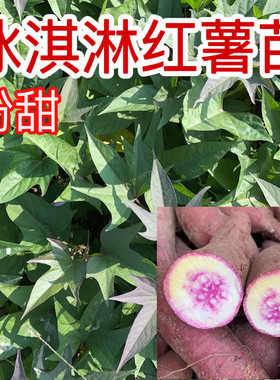 冰淇淋红薯苗网红一点红薯苗露天种植地瓜苗种苗藤苗高产蕃薯苗