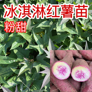 冰淇淋红薯苗网红一点红薯苗露天种植地瓜苗种苗藤苗高产蕃薯苗