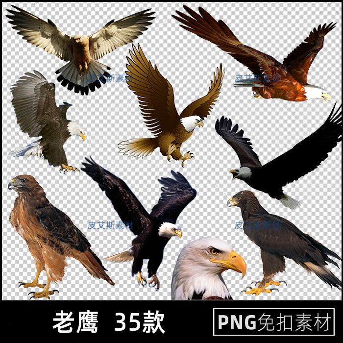 老鹰png免扣图雄鹰展翅鸟类飞禽透明背景免抠PS设计素材