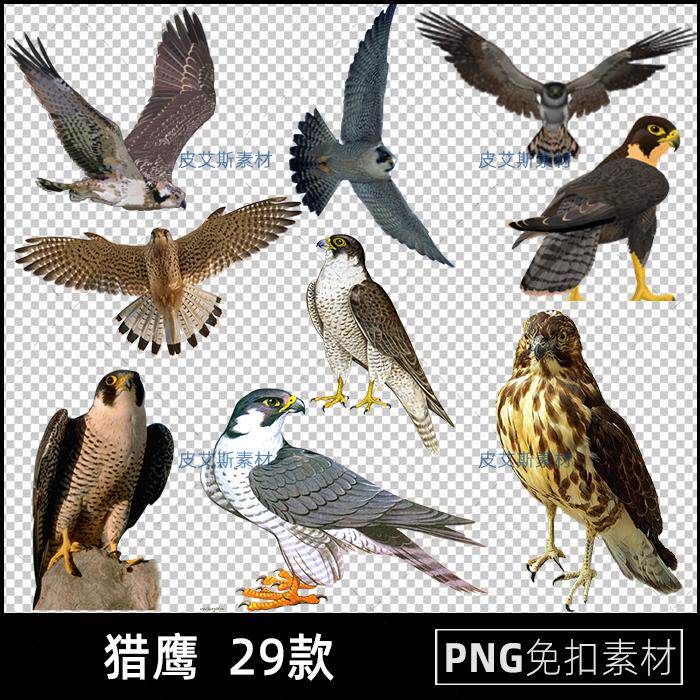 猎鹰png免扣图透明背景飞禽老鹰大鸟动物免抠PS设计素材
