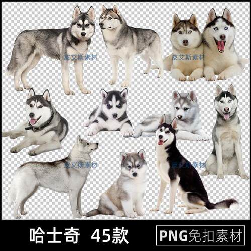 哈士奇png免扣图宠物狗狗二哈透明背景免抠PS设计素材