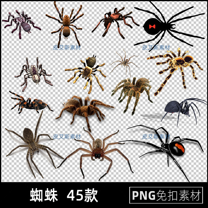 蜘蛛png免扣图八角小昆虫透明背景免抠PS设计素材