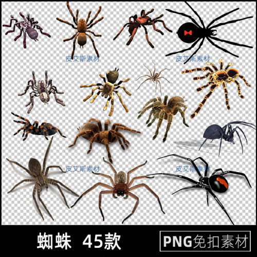 蜘蛛png免扣图八角小昆虫透明背景免抠PS设计素材