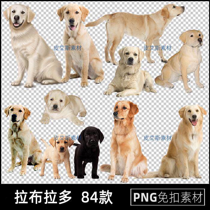拉布拉多png猎犬狗狗免扣图透明背景免抠PS设计素材