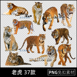 png免抠老虎猛虎动物海报设计后期元素透明底PS设计素材