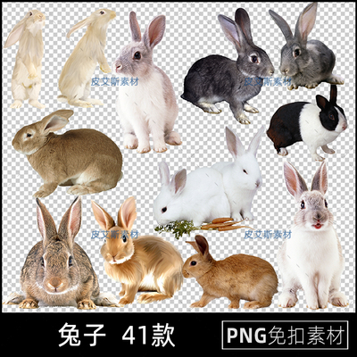 小白兔子PNG免抠宠物兔真实拍动物图片COS摄影PS合成用素材