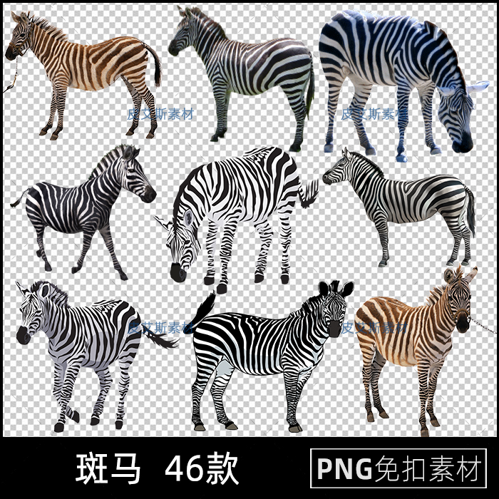 png免抠斑马卡通手绘斑马纹路图案动物插图图片创意斑马ps素材